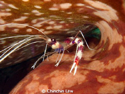 banded boxer shrimp, Manado by Chinchin Law 